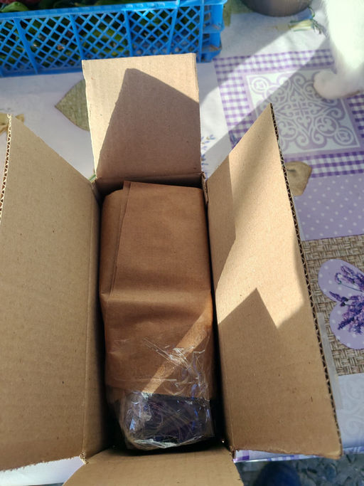 Очиток Миддендорфа Вариегата