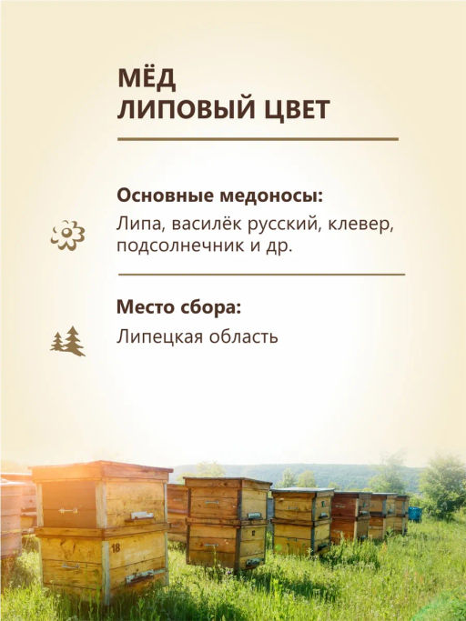 Мёд Бортников Липовый цвет, ст.банка 500г - Берестов А.с. фото 3