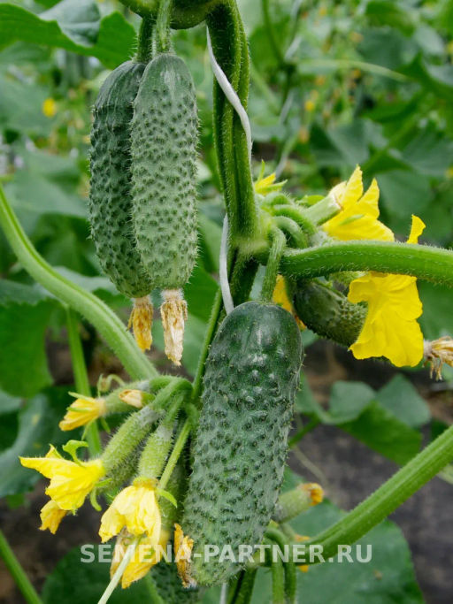 Огурец партенокарпический Мироша - Партнер фото 8