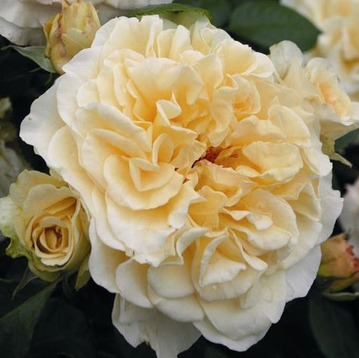 Роза чайно-гибридная Комтесса - 7цветов фото 2