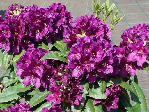 Рододендрон Polarnacht (Поларнахт) - Долина роз фото 5