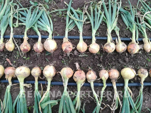 Лук репчатый Шетана МС - Партнер фото 4