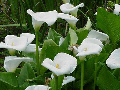 Калла Cristal Beauty (Кристал Бьюти) - Долина роз фото 4