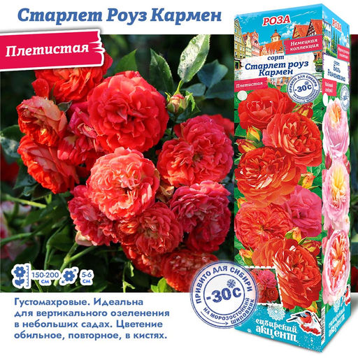 Роза Старлет Роуз Кармен (Плетистые) 1шт