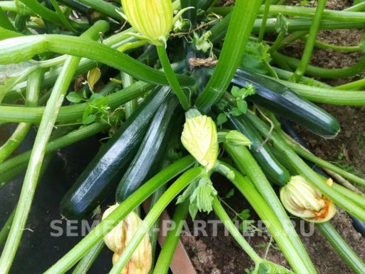 Кабачок цукини Нефрит - Партнер фото 6