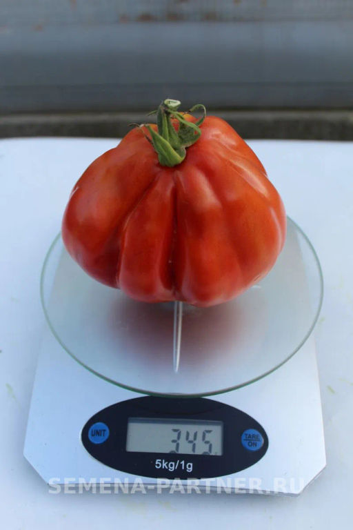 Томат Кахури - Партнер фото 4