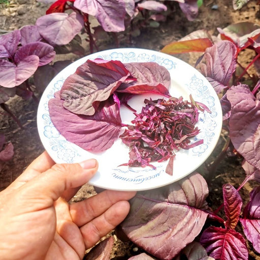 Инь Тсаи - ??? Китайский Спаржевый Амарант