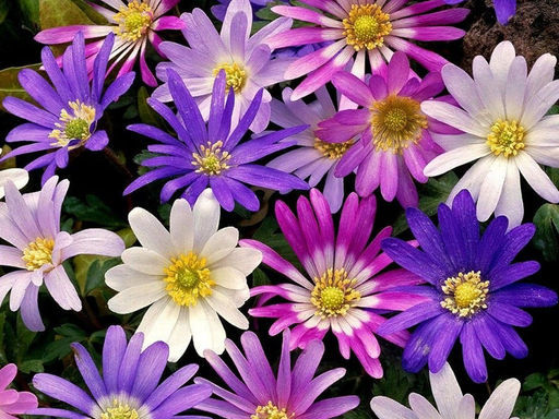 Анемона Blanda-Mix (Бланда Микс) 10шт - Долина роз фото 3