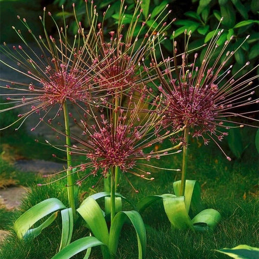 Allium Schubertii (Лук декоративный Шуберт) - Долина роз фото 3