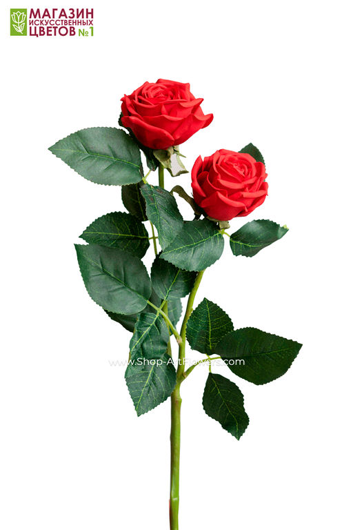 075 Роза двойная пионовидная - Без тм фото 11