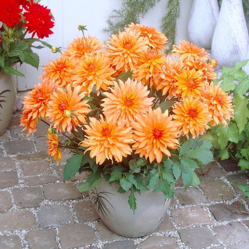 Георгина Отумн Фейри бордюрная - Долина роз фото 4