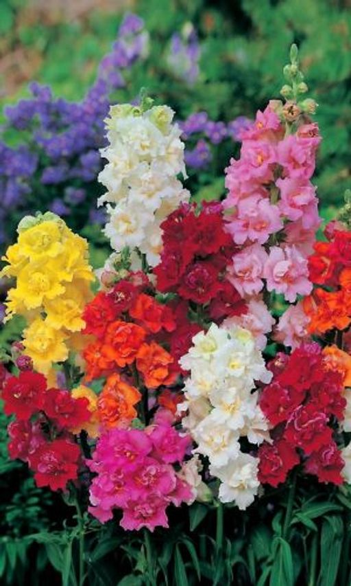 Львиный зев КОЛОМБИНА