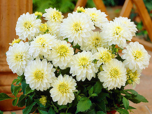 ГЕОРГИНА Гэллери Арт Фэйр Разбор I Кол-во упак., шт 1