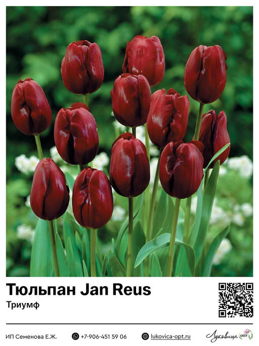 Тюльпан Jan Reus (Триумф)