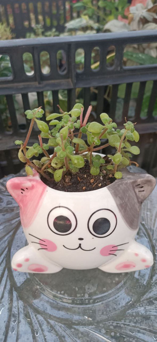 Крассула Брауна в керамическом кашпо Котёнок - 1000корней фото 2