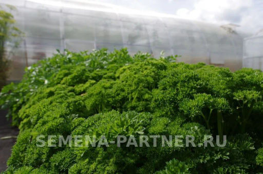 Петрушка кудрявая Астра - Партнер фото 5