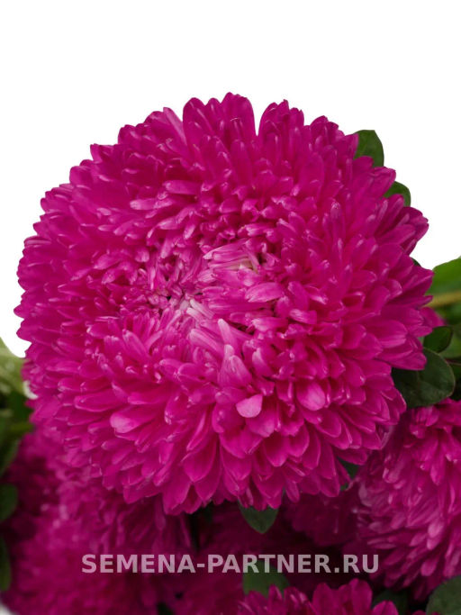 Астра китайская Дамский Роман - Партнер фото 3