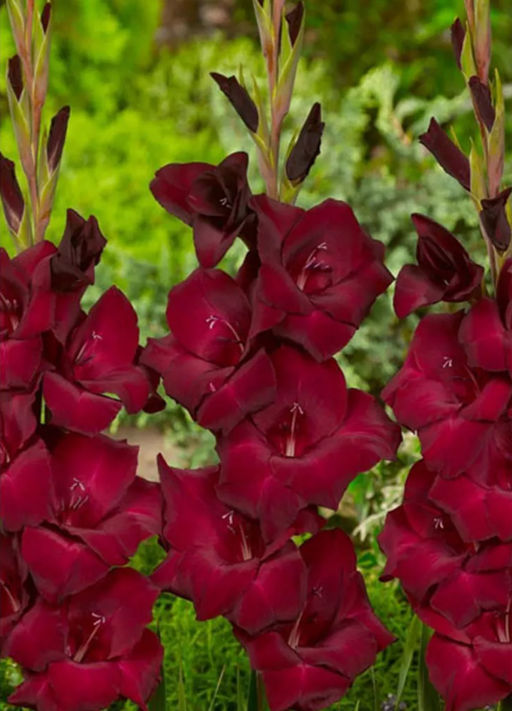 ГЛАДИОЛУС Эт Найт Разбор 10/12 Кол-во упак., шт 8