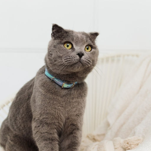 Ошейник для собак и кошек с фастексом Неон , 30 х 1 см - Пушистое счастье фото 4