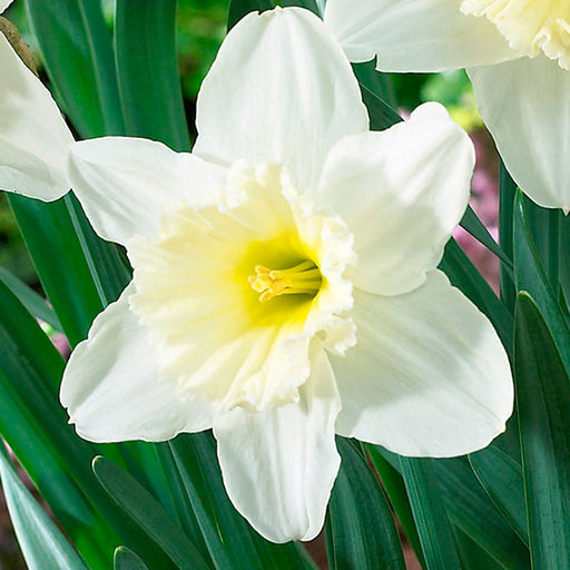 Нарцисс Айс Фолиес Ice Follies 5 шт.