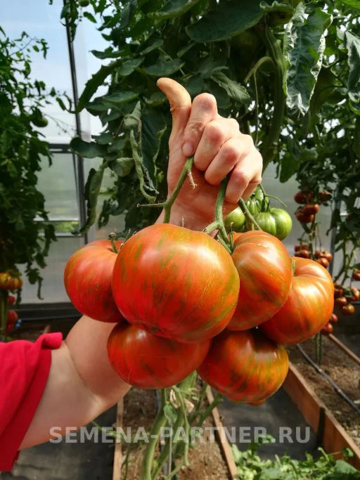 Томат Полосатый Шоколад - Партнер фото 8