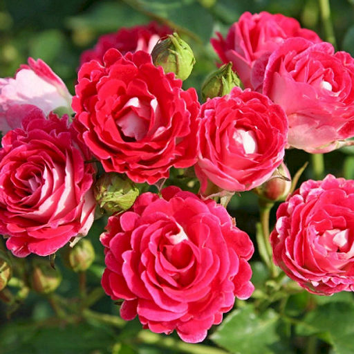 R565 ШОНЕ КОБЛЕНЦЕРИН