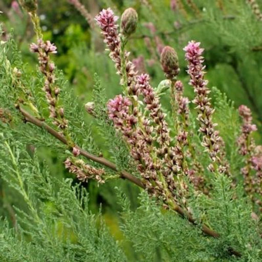 Мирикария 2 года ЗКС тара 2л высота 15-30см. - Наша дача фото 3