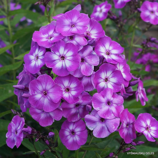 ФЛОКС Лаура Разбор I Кол-во упак., шт 2