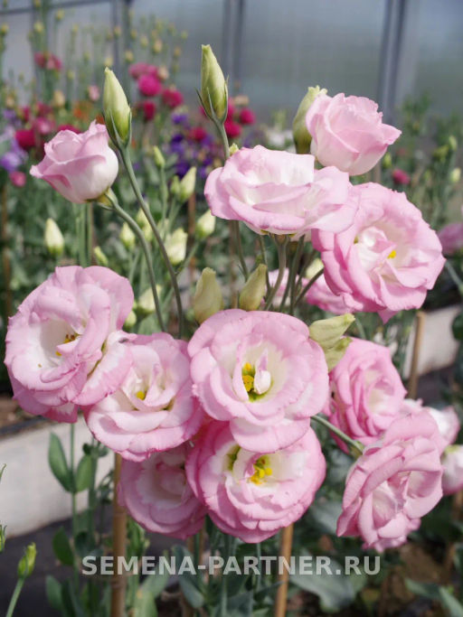 Эустома срезочная махровая бело-розовая Принцесса Аврора - Партнер фото 5