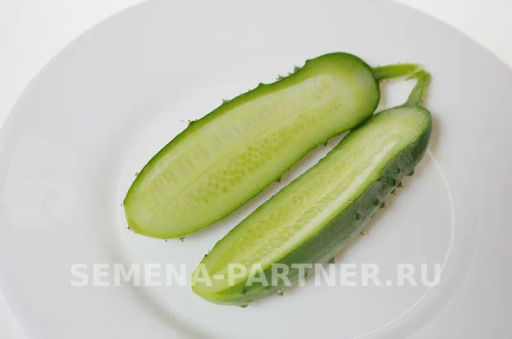 Огурец пчелоопыляемый Ласточка - Партнер фото 3