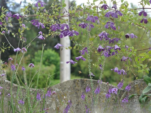 Клематис Литтл Бас - Долина роз фото 2