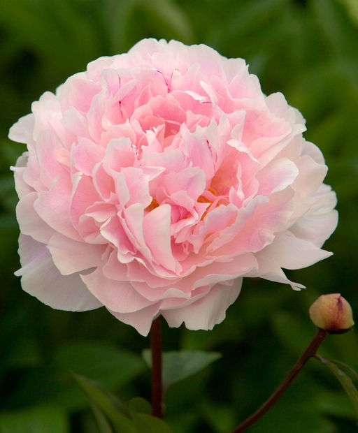 ПИОН Кёнингин Вильгельмина Разбор 2/3 n Кол-во упак., шт 1