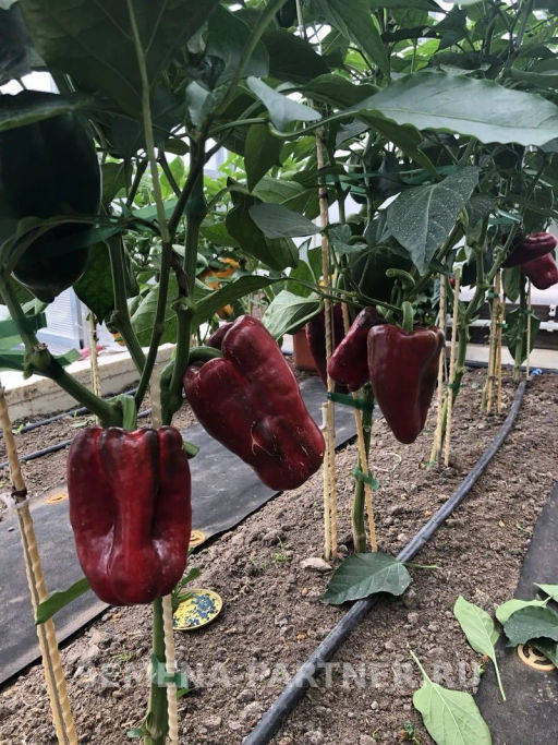 Перец сладкий Клаудио - Партнер фото 3