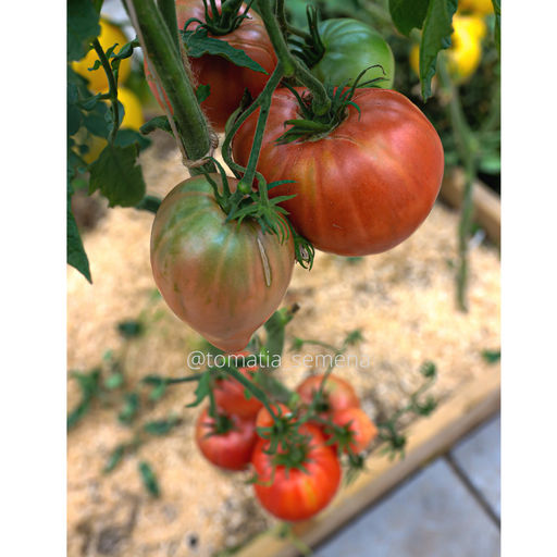 Яша Югославский - Tomatia фото 3