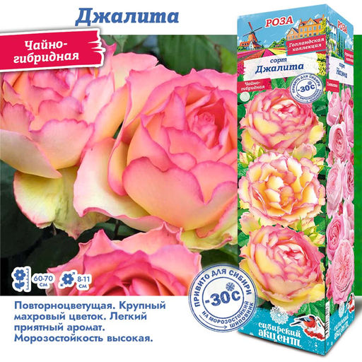 Роза Джалита (Чайно-гибридная) 1шт