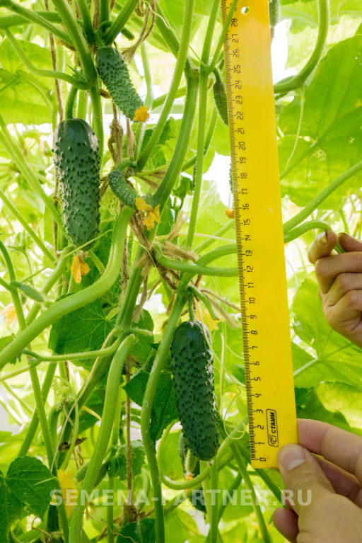 Огурец партенокарпический Эстет - Партнер фото 6