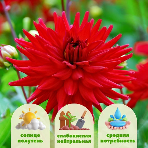 Георгина Ред Пигми бордюрная - Долина роз фото 2