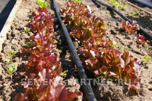 Салат листовой Роселла - Партнер фото 5