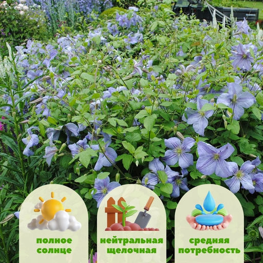 Клематис Эмилия Платер - Долина роз фото 2