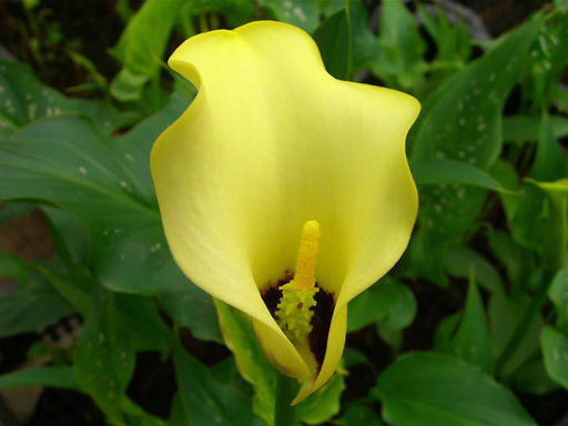 Калла Black Magic (Блек Меджик) - Долина роз фото 5