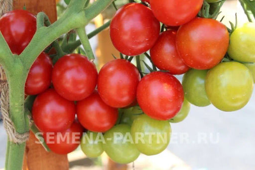 Томат Дирижер - Партнер фото 6