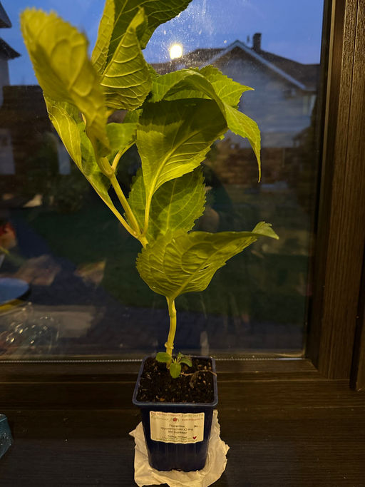 Гортензия крупнолистная Ю энд Ми Форевер