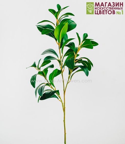 177 Ветка Фикуса - Без тм фото 2