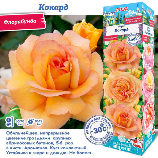 Роза Кокард (Флорибунда) 1шт
