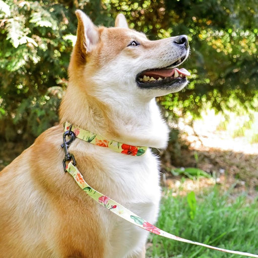 Набор Цветы, застёжка - фастекс, поводок 2 м и ошейник 28-46 см - Пушистое счастье фото 11