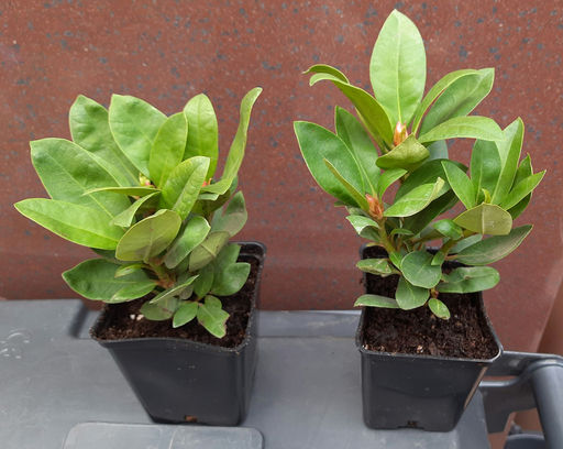 Рододендрон Поларнахт