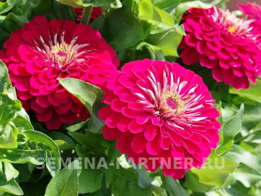 Цинния георгиновидная Фэнтези Византийская Фуксия - Партнер фото 4