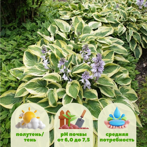 Хоста Брим Кап - Долина роз фото 2