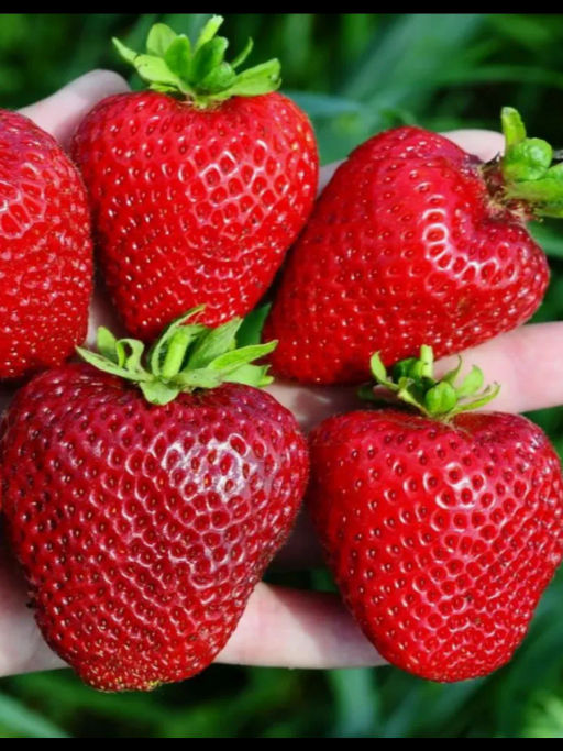 Клубника Сандра А 10шт/пучок