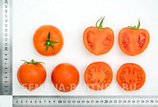 Томат Золотая Канарейка - Партнер фото 5